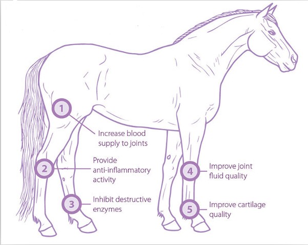 Vật lý trị liệu thú y vật nuôi nhỏ sử dụng liệu pháp sóng xung kích ngoại bào ngựa máy sóng xung kích Equine