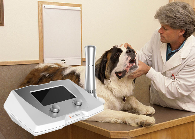 Veterinary Use Delayed Healing Fractures Treating Equine / Canine Shockwave therapy Machine